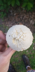 Austroboletus subflavidus image