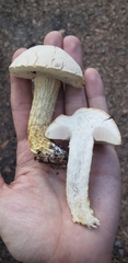 Austroboletus subflavidus image