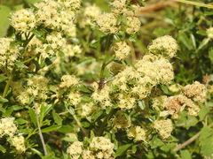 Baccharis linearifolia