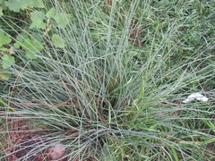 Juncus inflexus