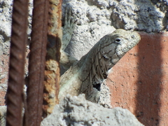 Microlophus peruvianus