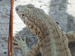 Microlophus peruvianus