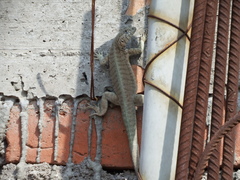 Microlophus peruvianus