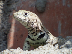 Microlophus peruvianus