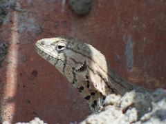 Microlophus peruvianus