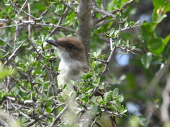 Myiarchus swainsoni