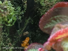 Phyllobates terribilis