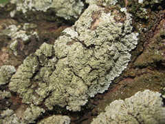 Physconia enteroxantha