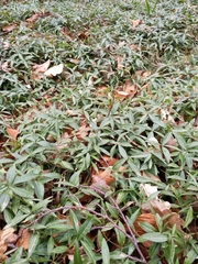 Vinca minor