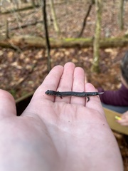 Plethodon hoffmani