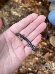 Plethodon hoffmani