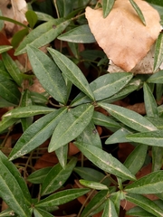 Vinca minor