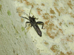 Grammopoecilus