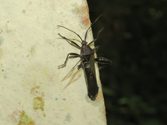 Grammopoecilus