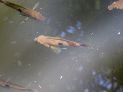 Geophagus brasiliensis
