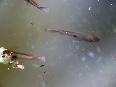 Geophagus brasiliensis