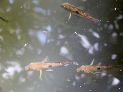 Geophagus brasiliensis
