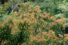 Machilus thunbergii