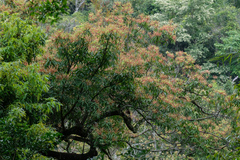 Machilus thunbergii