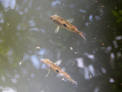 Geophagus brasiliensis