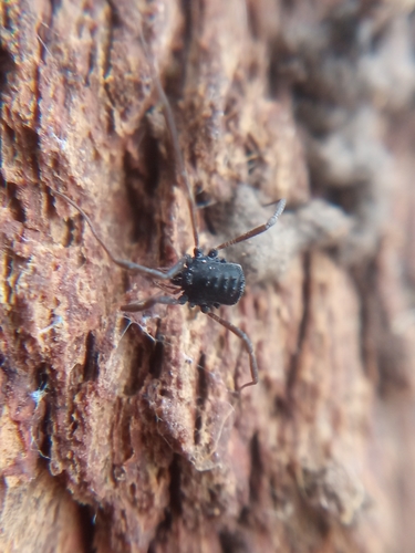 Histricostoma dentipalpe