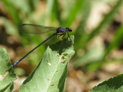 Argia