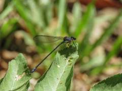 Argia
