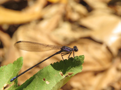 Argia