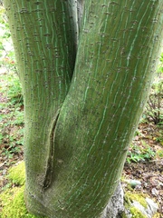 Acer davidii
