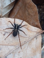 Pardosa