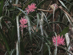 Aechmea purpureorosea