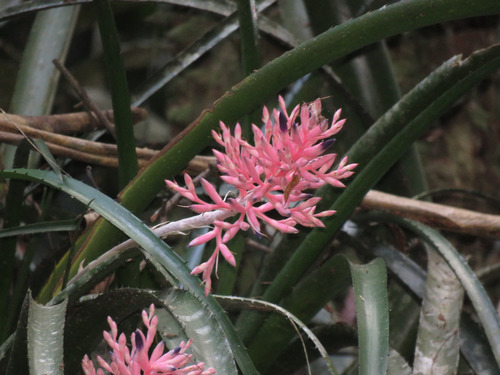 Aechmea purpureorosea, photograph 6