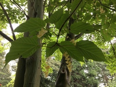 Acer davidii