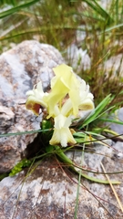 Iris pumila attica