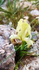 Iris pumila attica