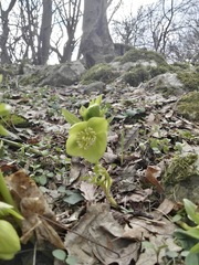Helleborus odorus