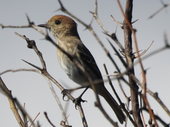 Knipolegus striaticeps