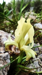 Iris pumila attica
