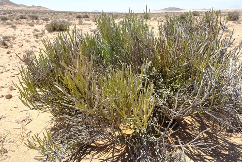 Euphorbia gummifera image