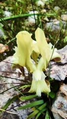 Iris pumila attica