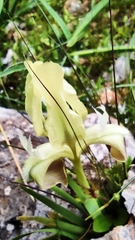 Iris pumila attica