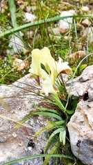 Iris pumila attica