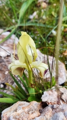 Iris pumila attica