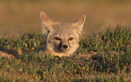 San Joaquin Kit Fox photographed in California