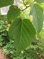 Acer davidii