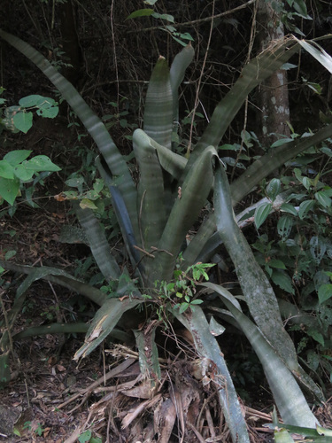 Aechmea floribunda (Aechmea floribunda)