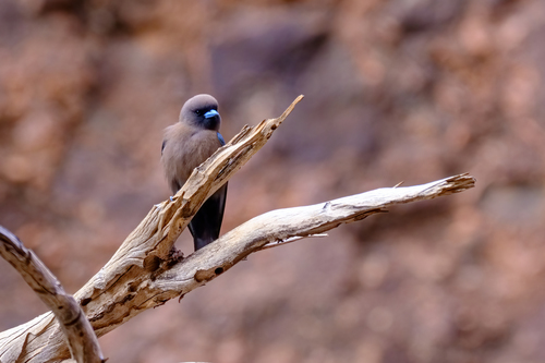 Little Woodswallow