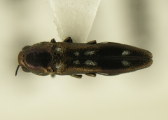 Agrilus esperanzae