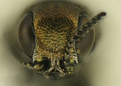 Agrilus esperanzae