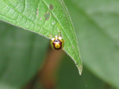 Microctenochira liquidata